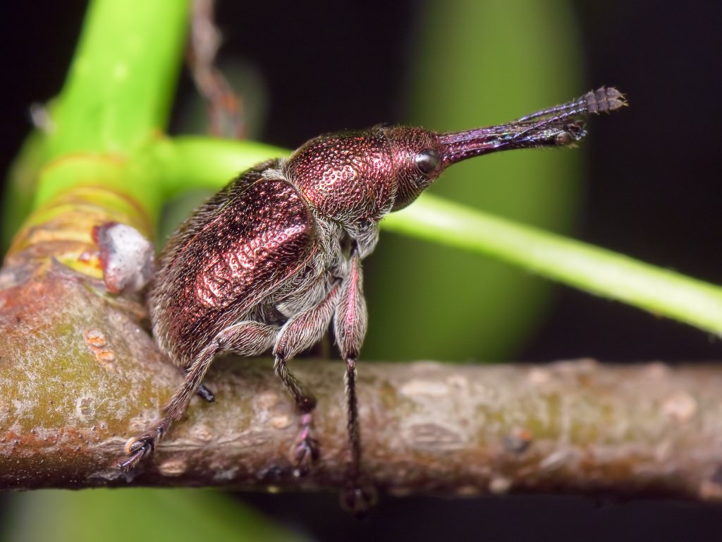 Rhynchites (Epirhynchites) giganteus Krynicki, 1832